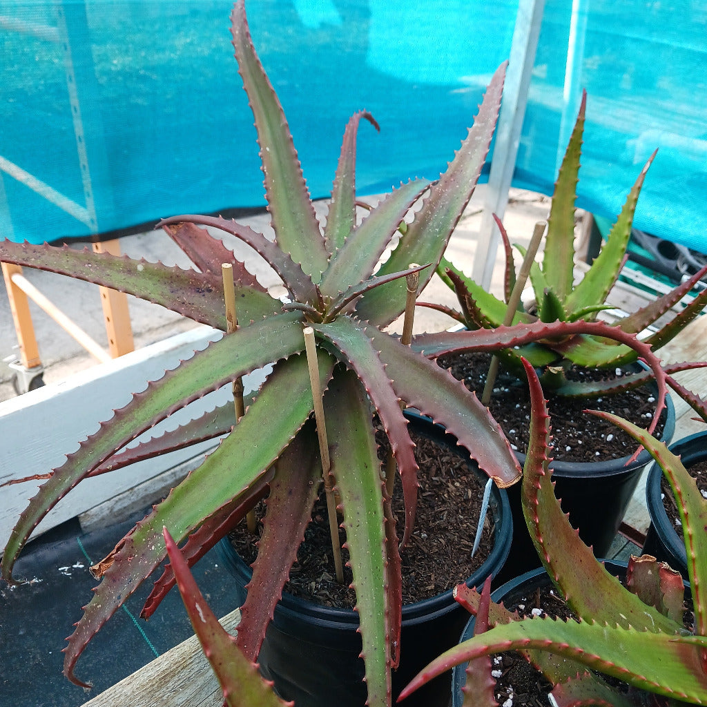 aloe cameronii in 5ga nursery containers