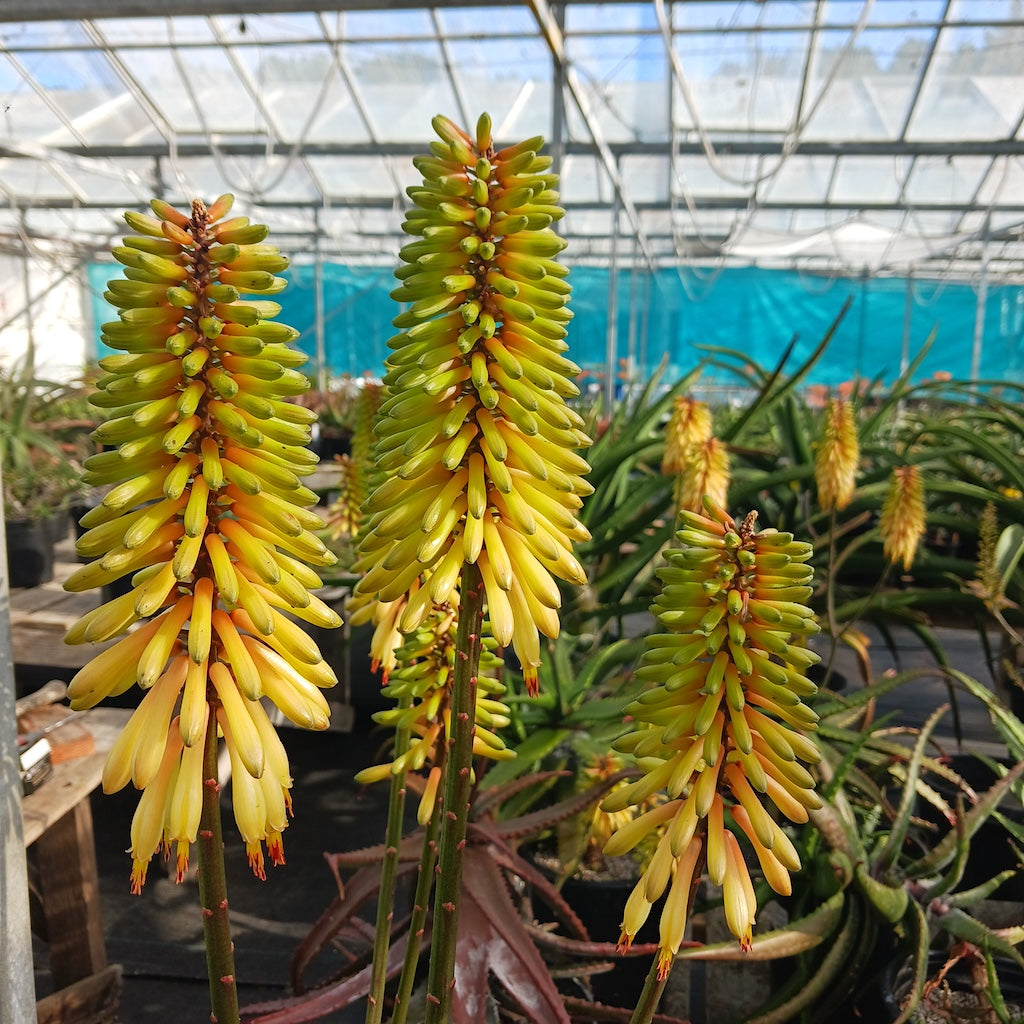 Aloe cameronii 'Crème Tangerine' in flower
