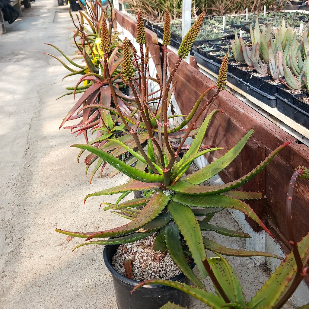 Aloe cameronii "Crème Tangerine"
