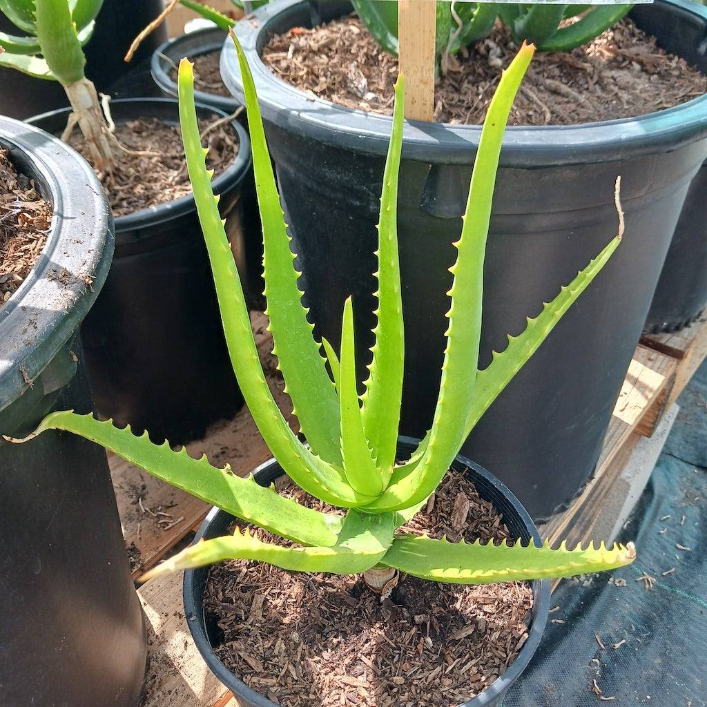 Aloe camperi