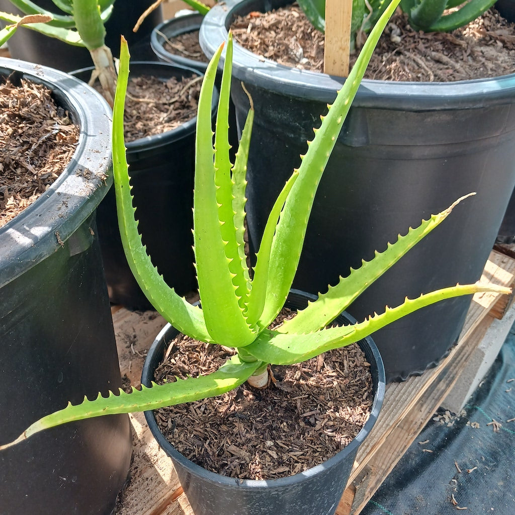 Aloe camperi