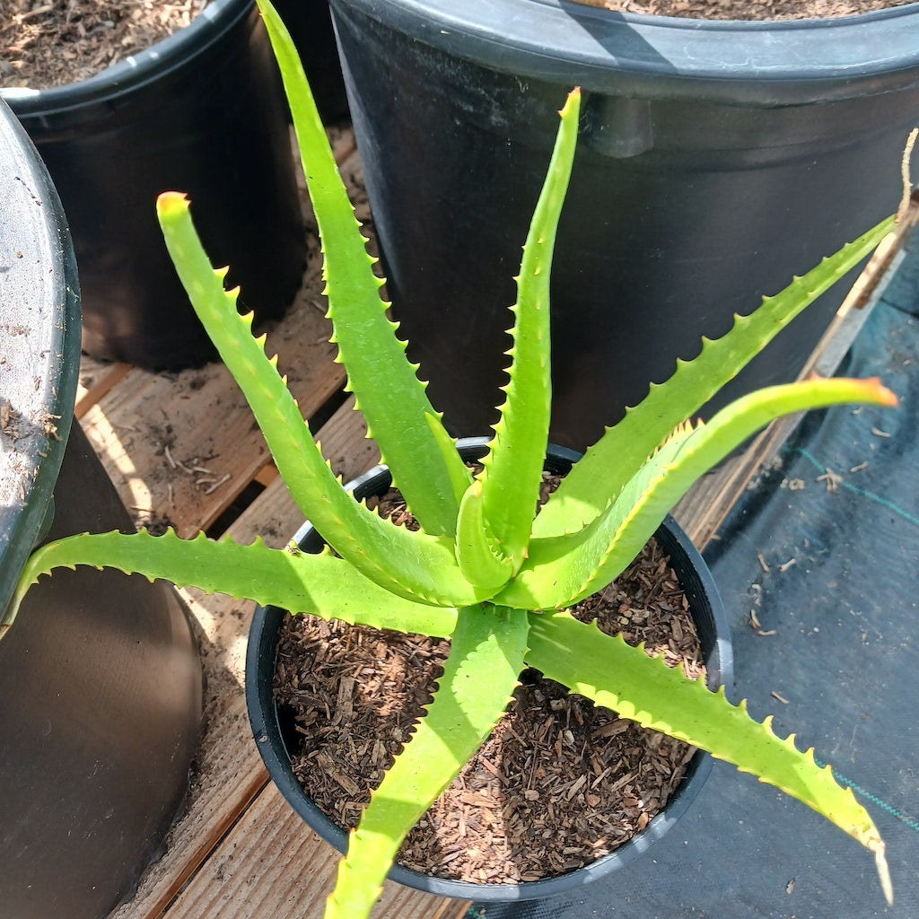 Aloe camperi