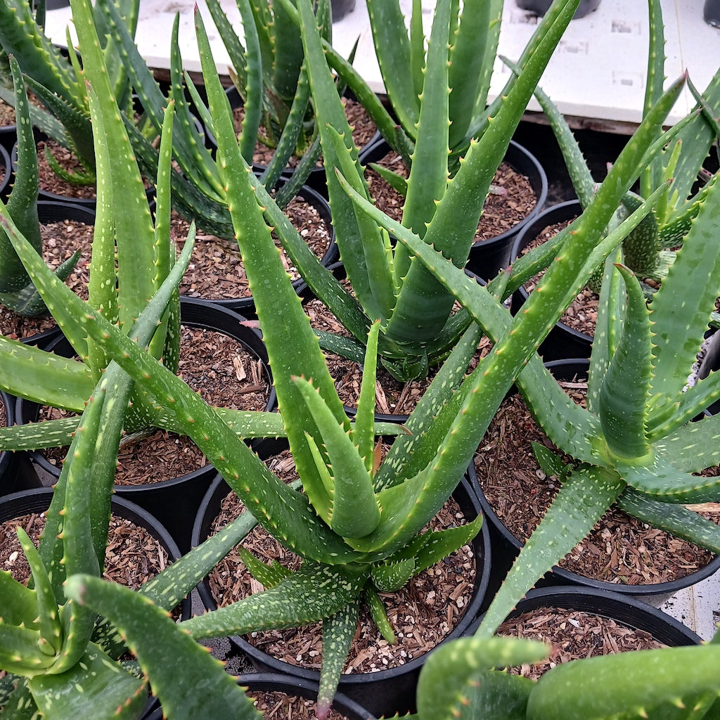 Several Aloe camperi "Cornuta" in 2ga containers