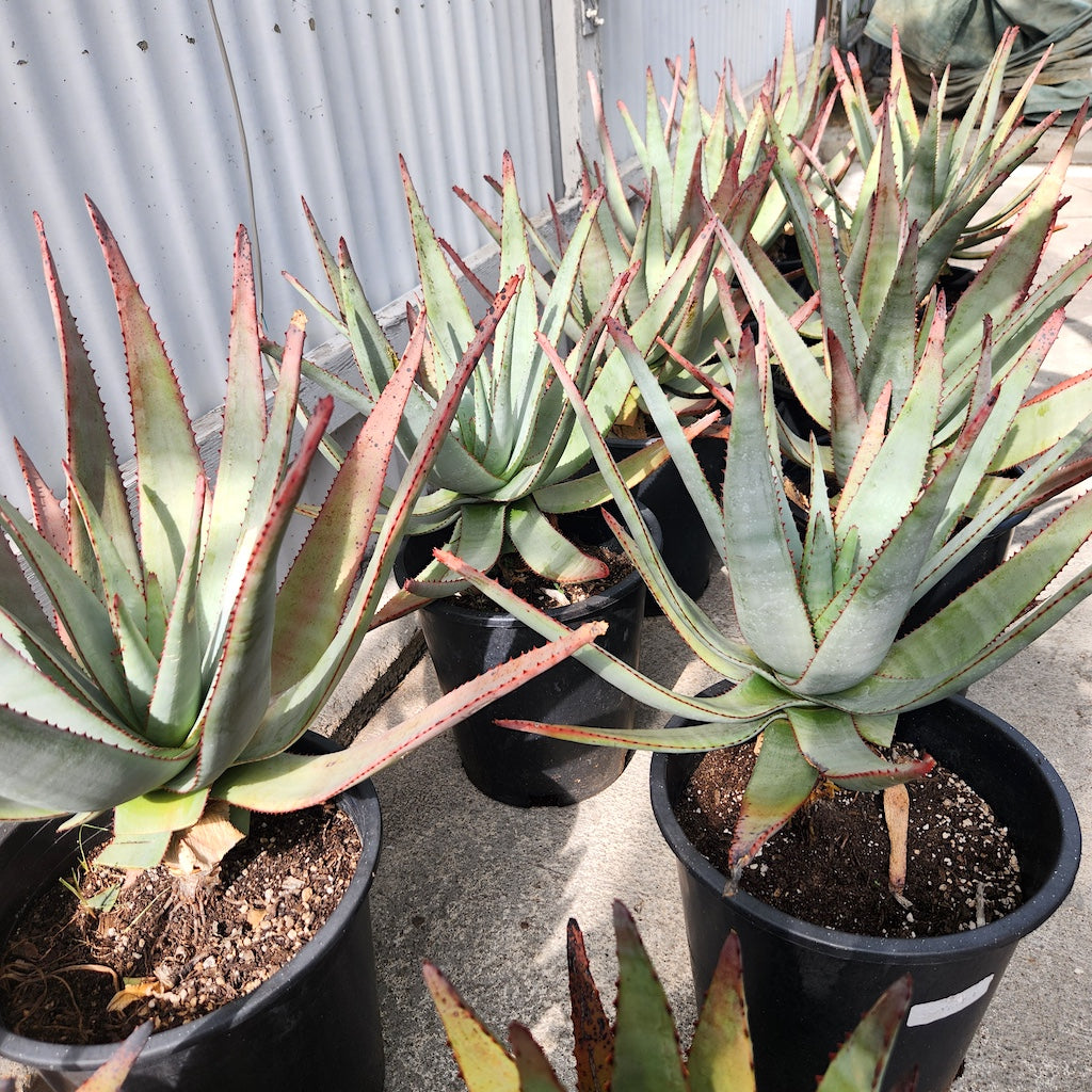Aloe capitata
