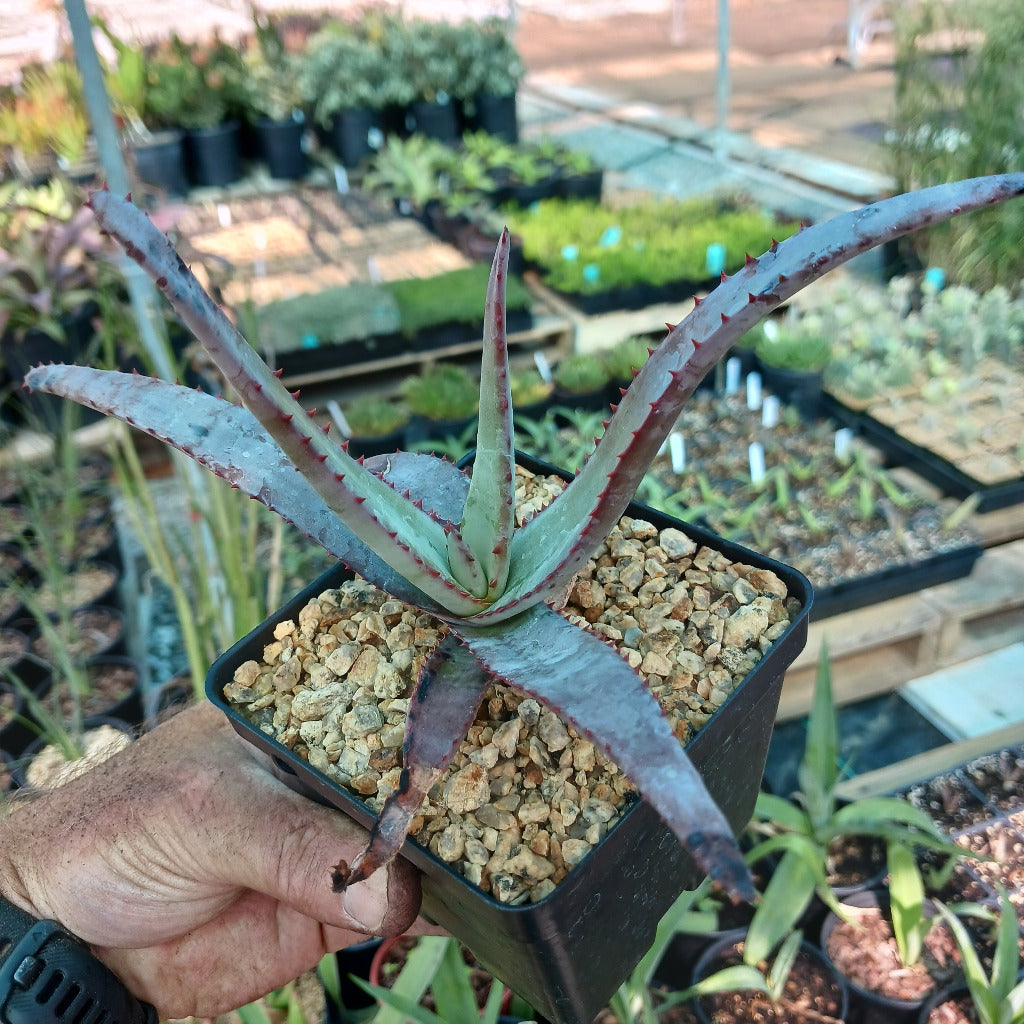 A young Aloe capitata "Yellow Hoodie"
