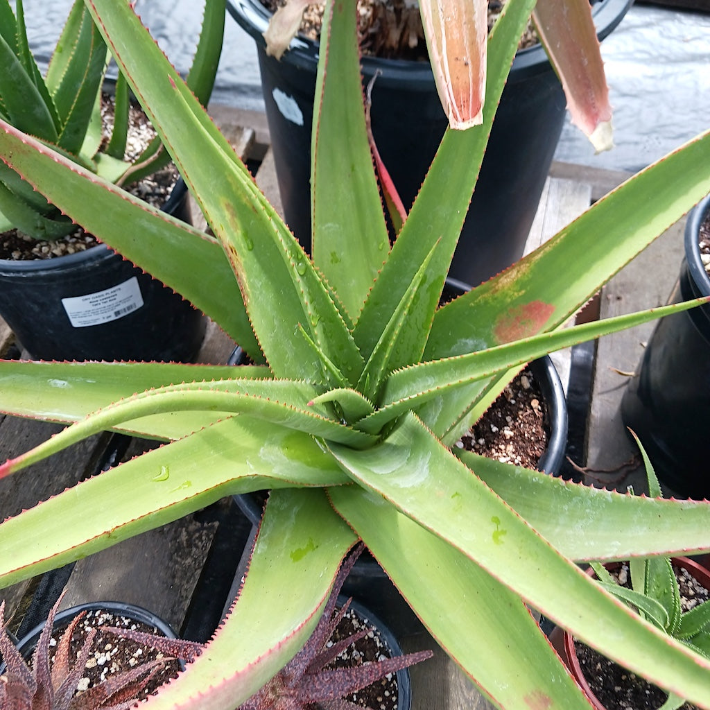 Aloe castanea - 5ga