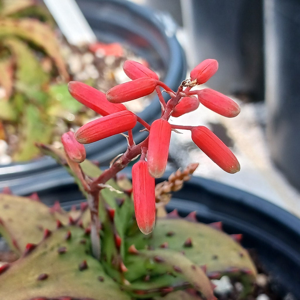 Aloe castilloniae - 1ga