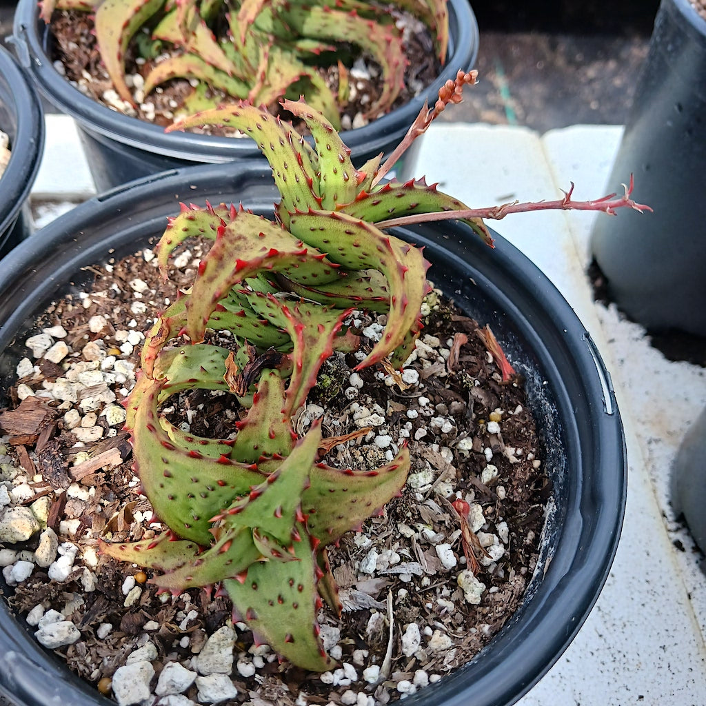 Aloe castilloniae - 1ga