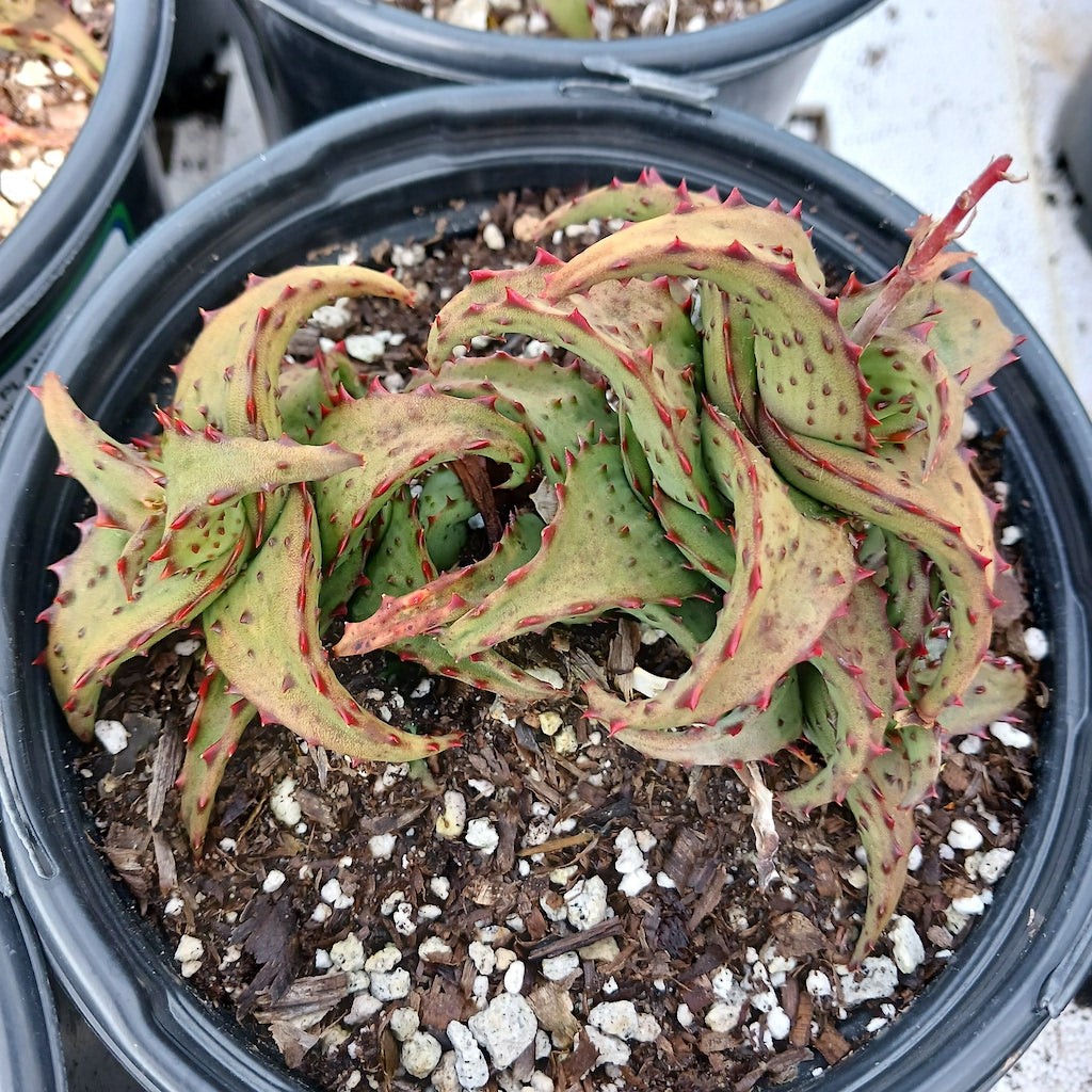 Aloe castilloniae - 1ga