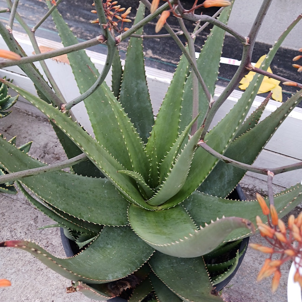Aloe Chabaudii "Dan's Tangerine"