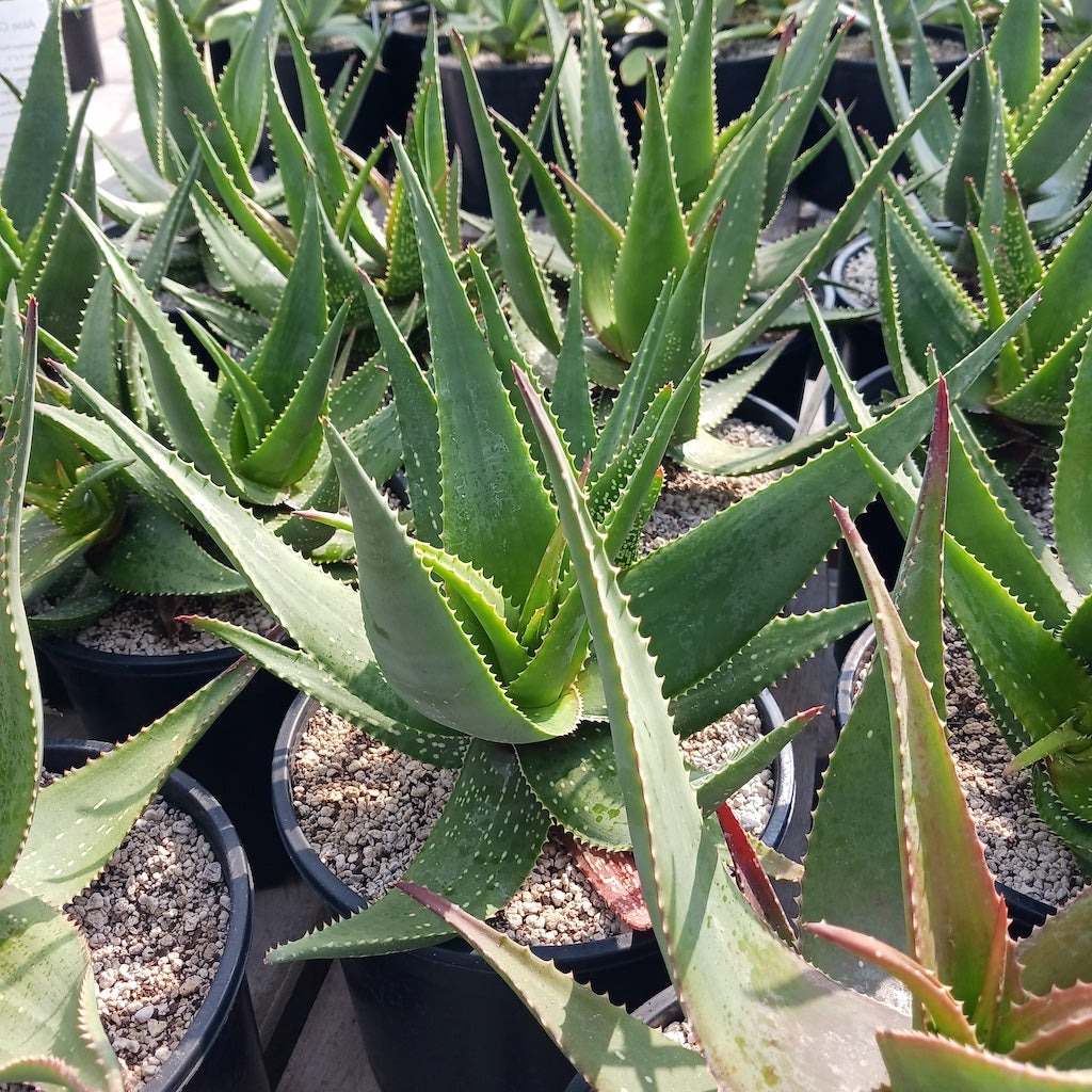 Aloe Chabaudii "Orange Burst" - 3ga
Info