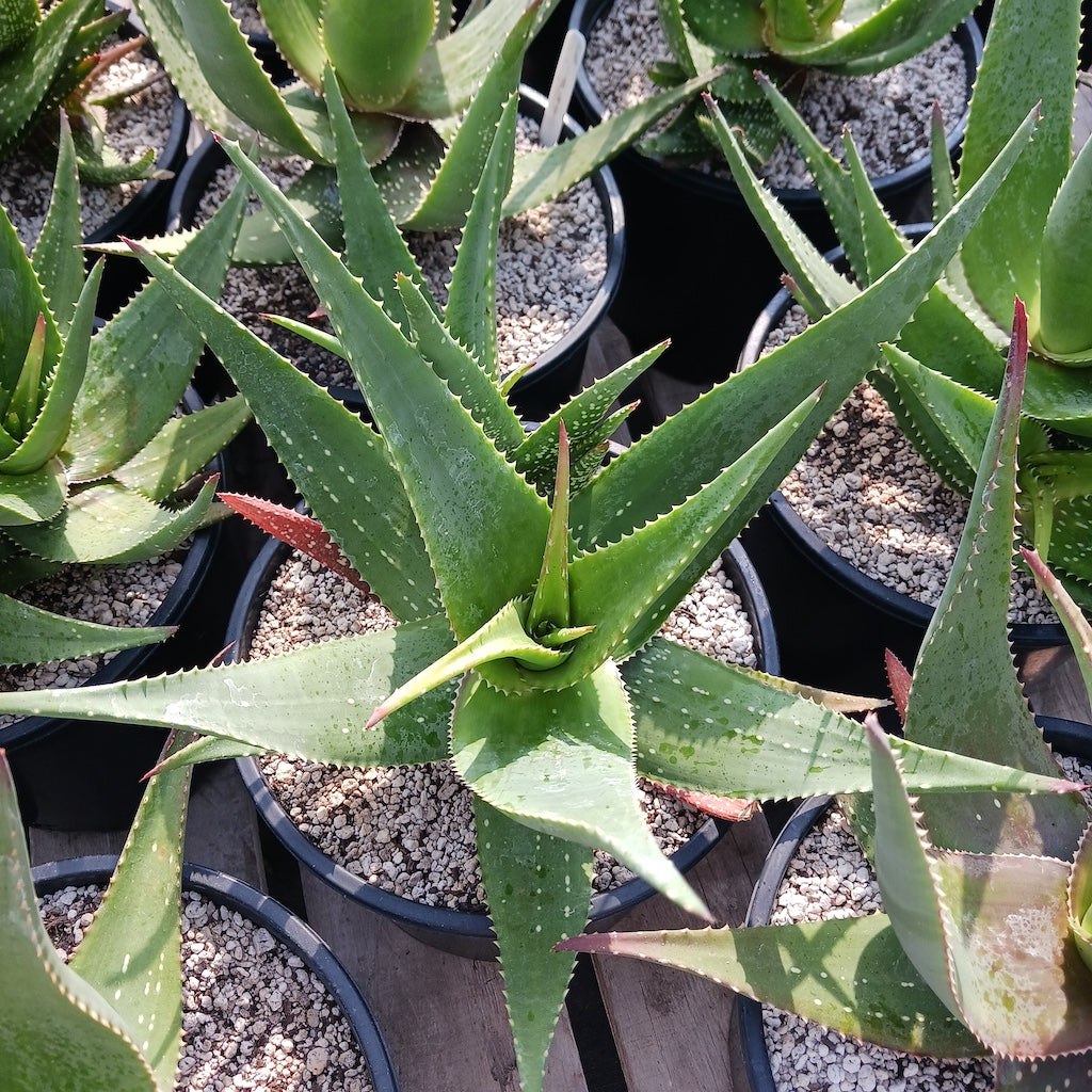 Aloe Chabaudii "Orange Burst" - 3ga
Info