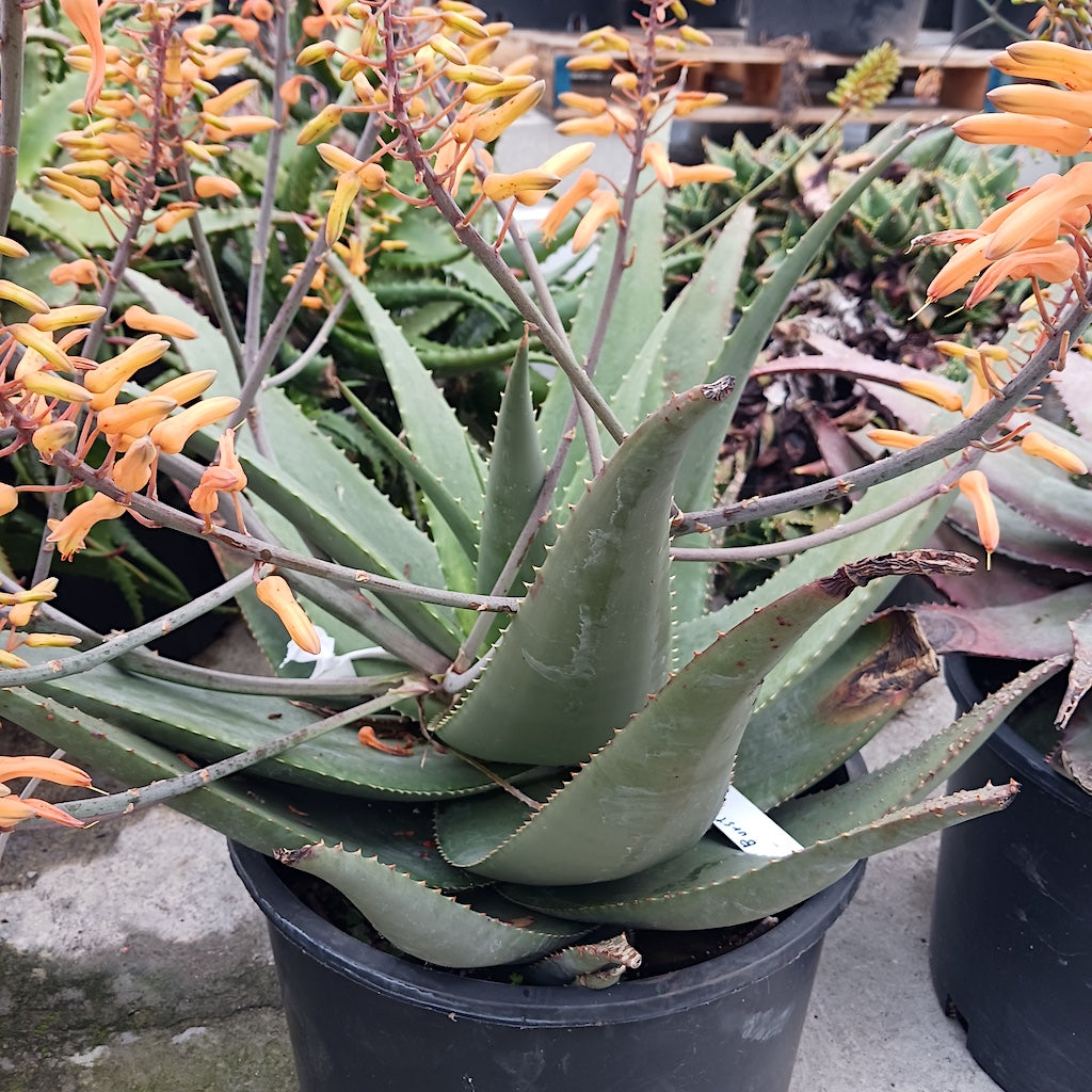 Aloe Chabaudii "Orange Burst" 7ga