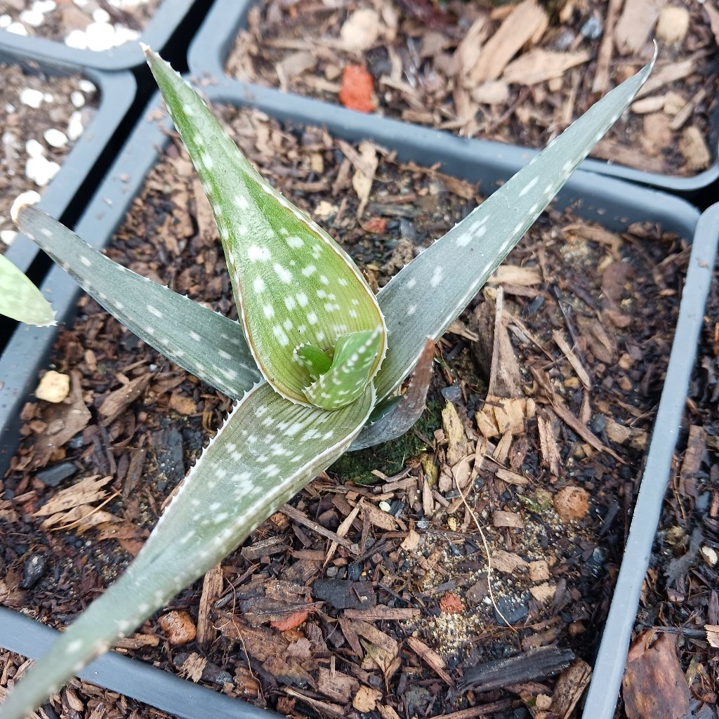 a young Aloe Cha Cha