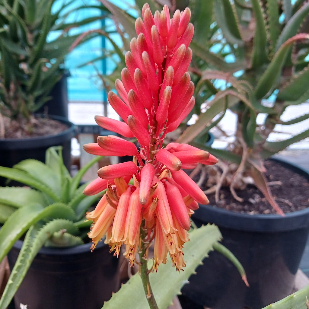 Aloe cheranganiensis flower