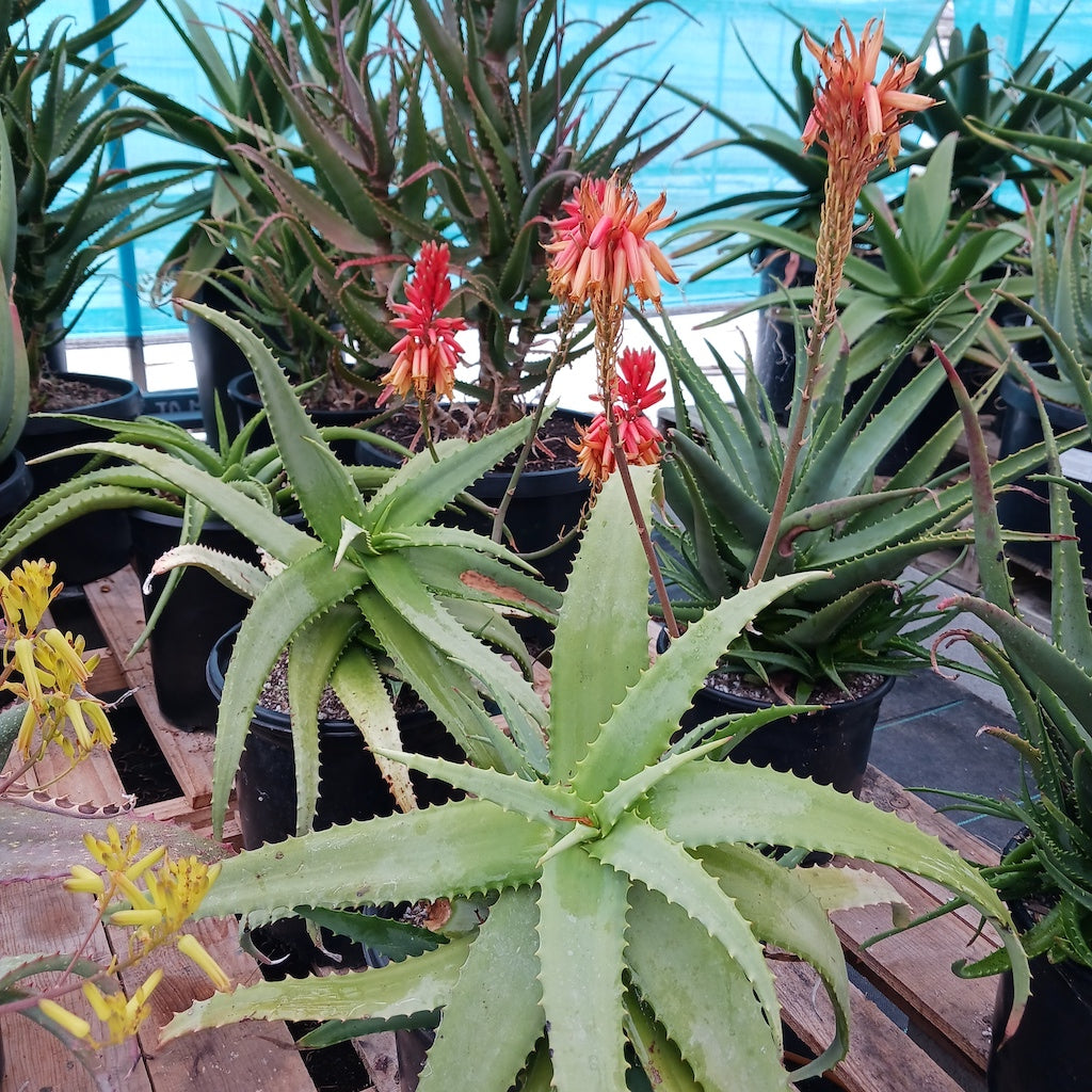 Aloe cheranganiensis