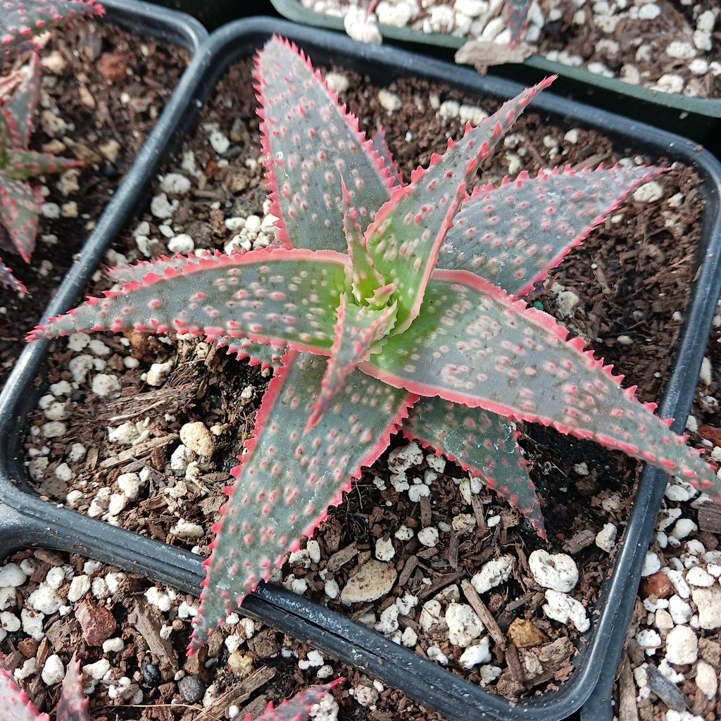 christmas carol succulent Aloe "Christmas Carol"