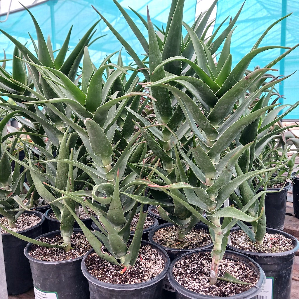 Aloe ciliaris "Firewall"