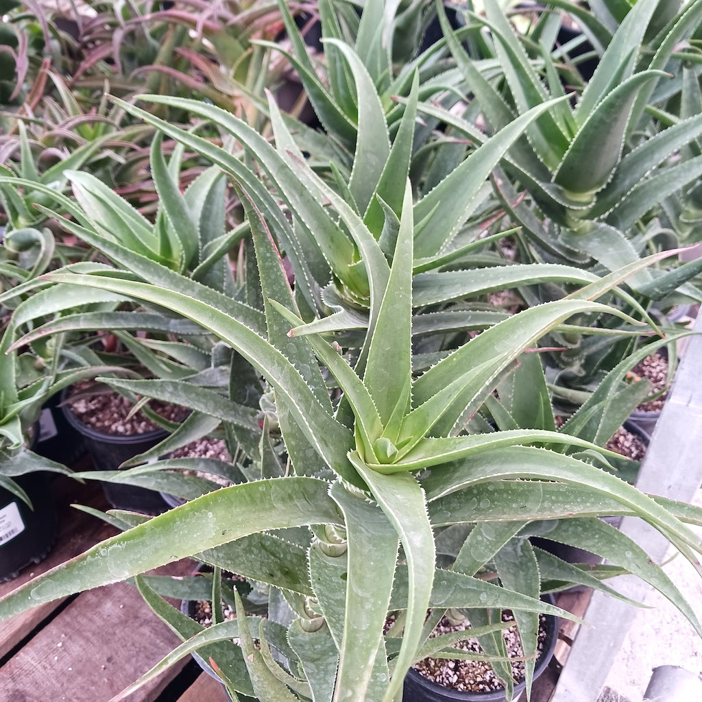 Aloe ciliaris "Firewall"