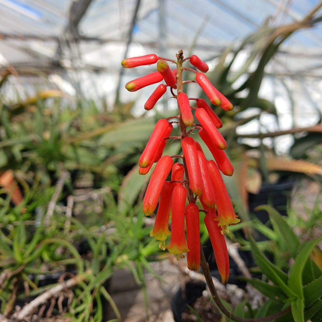 Aloe ciliaris var tidmarshii- 2ga