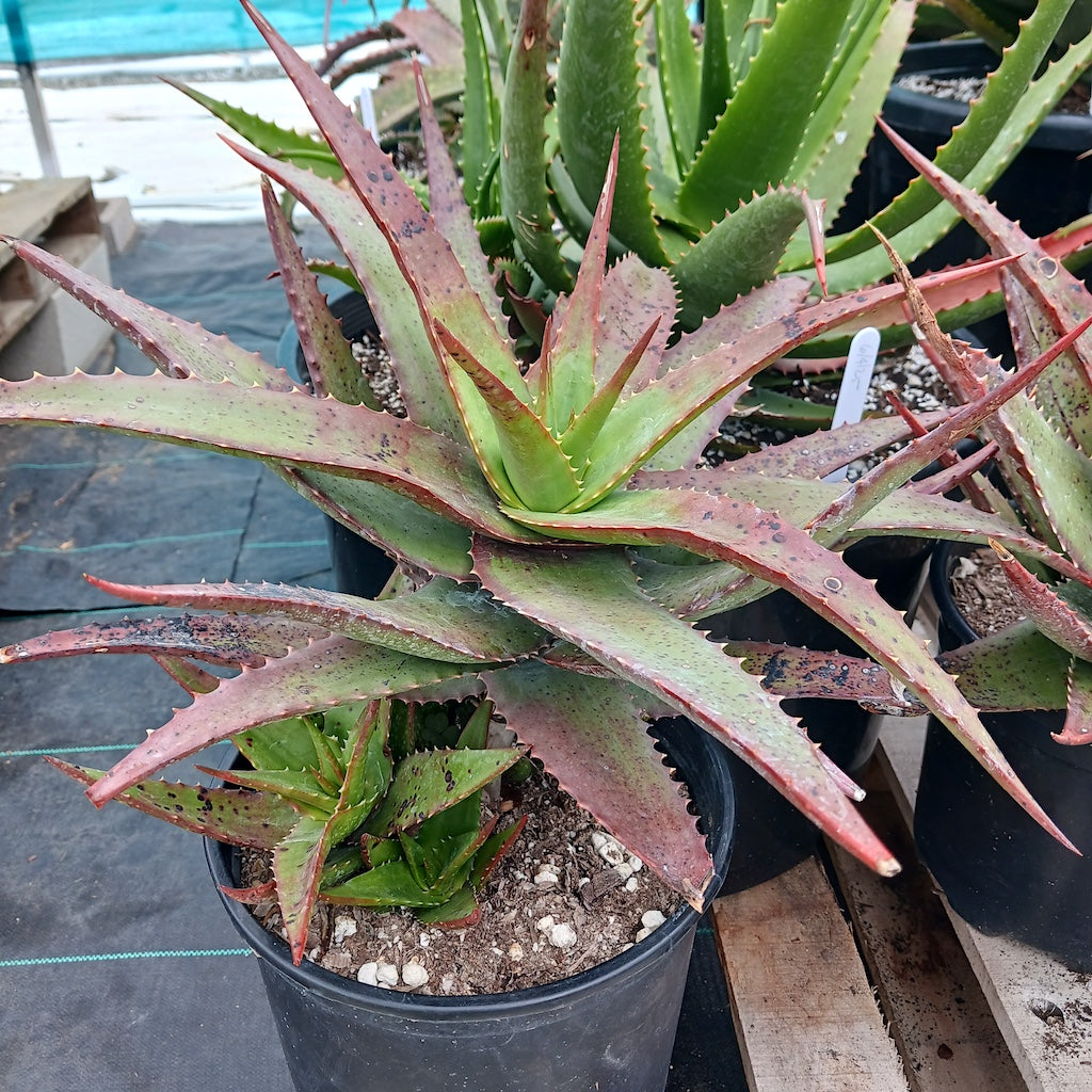 Aloe classenii