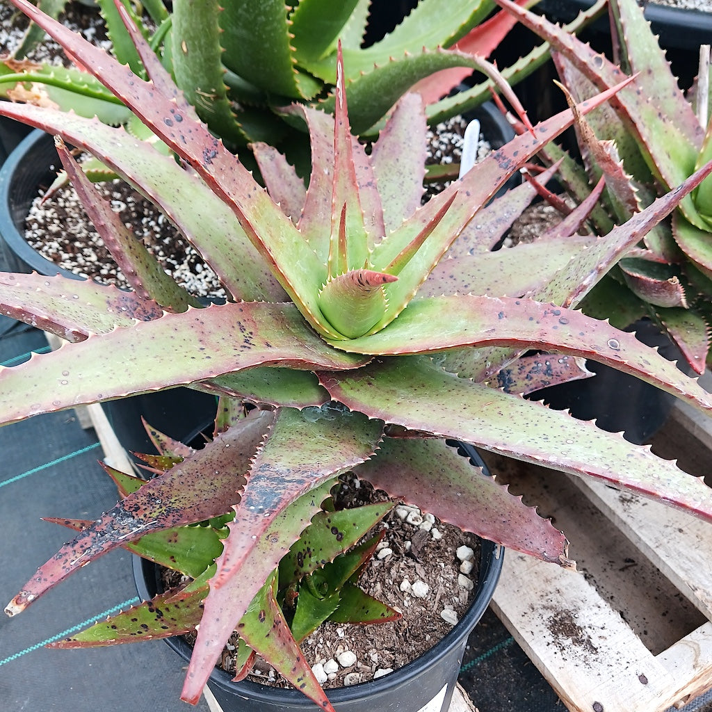 Aloe classenii