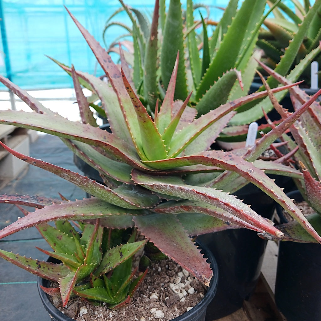 Aloe classenii