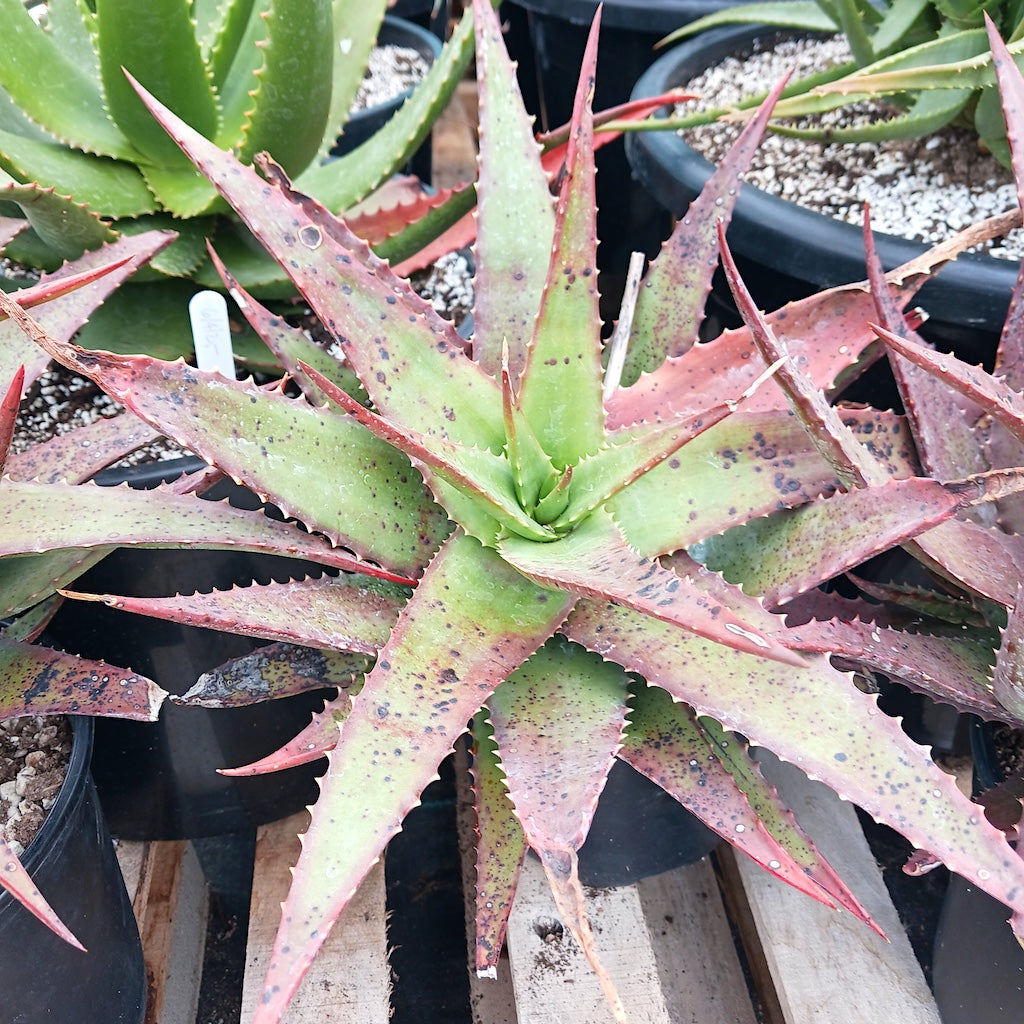 Aloe classenii