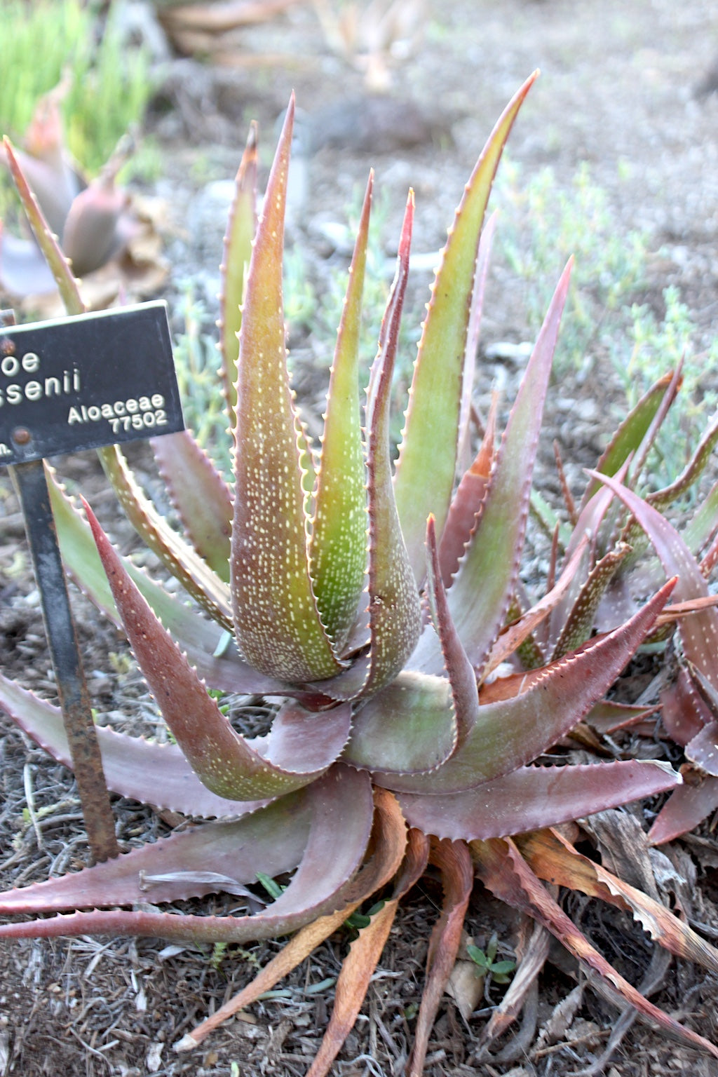 Aloe classenii planted in garden
