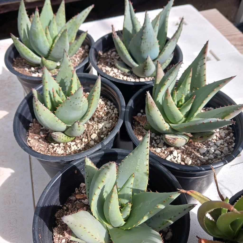 Aloe claviflora