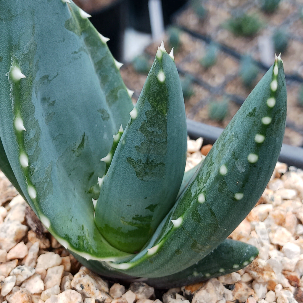 Aloe comptonii close