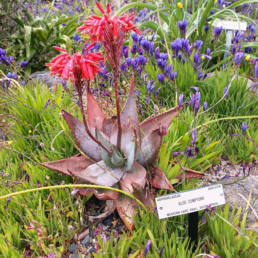 Aloe comptonii - 1ga