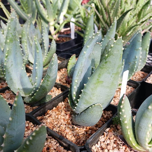Aloe comptonii