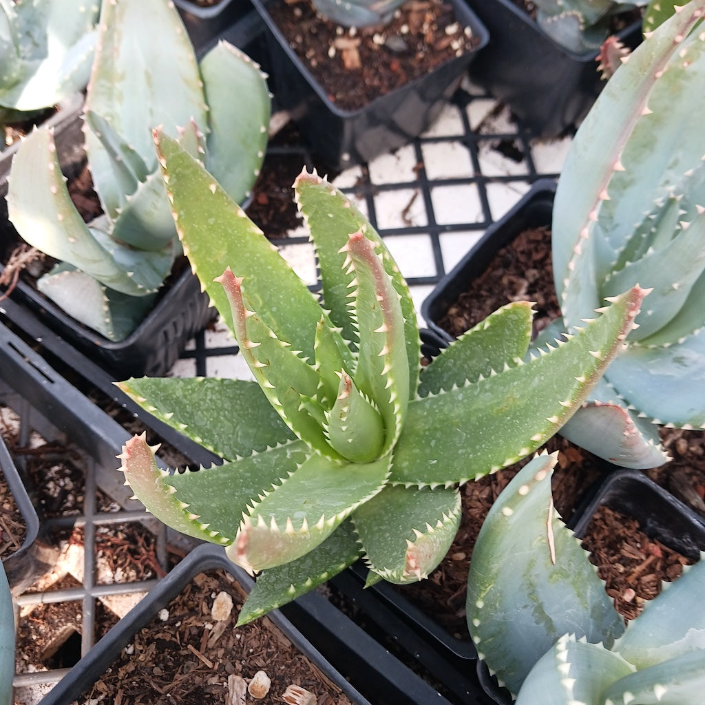 Aloe comptonii open hybrid