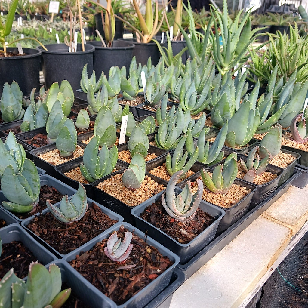 Aloe comptonii