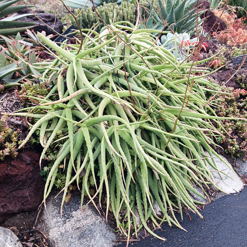 Aloe confusa at the Huntington Botanical Gardens