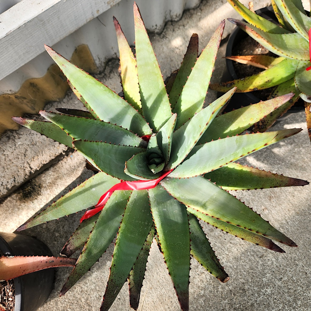 Aloe conifera