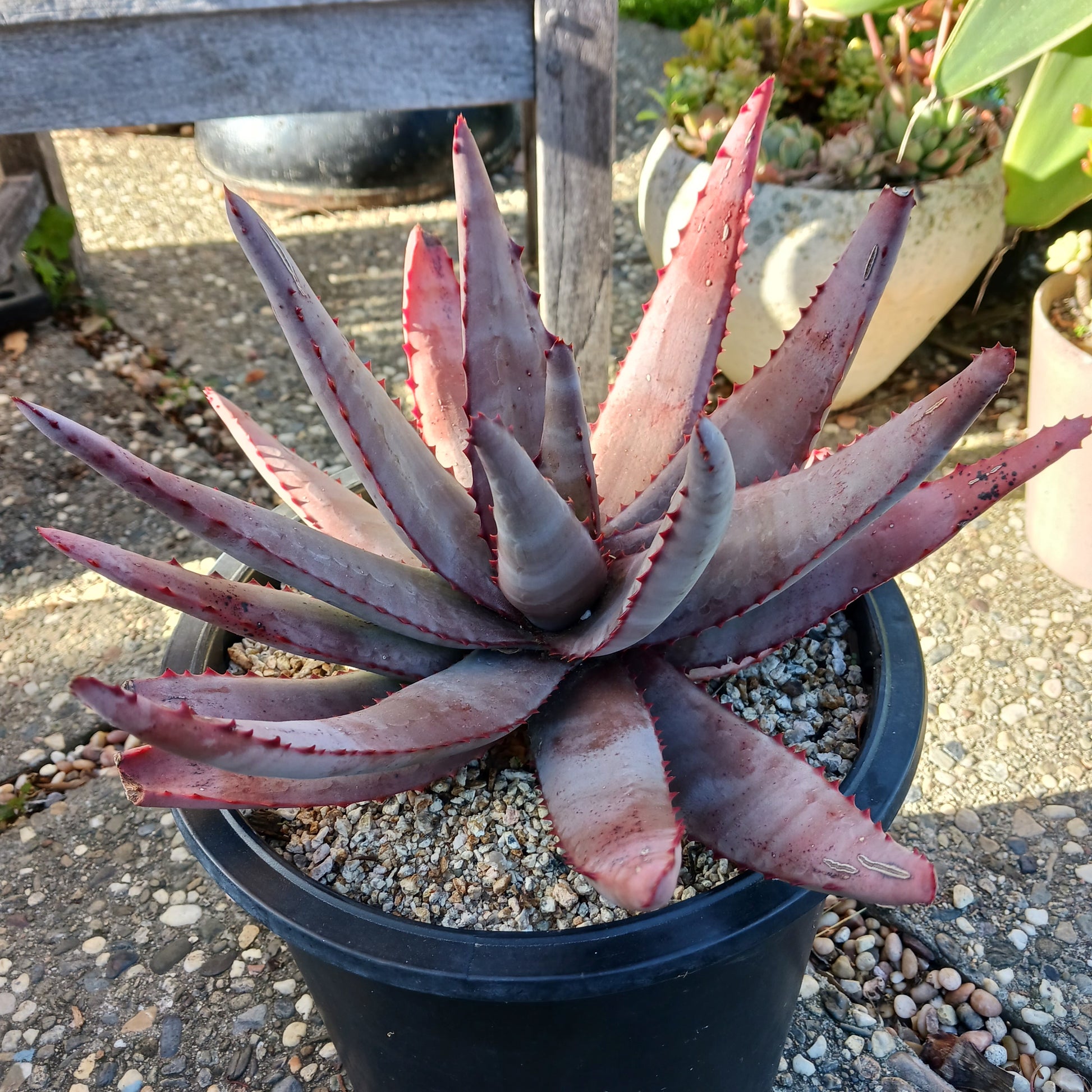 Aloe conifera in 5a nursery pot