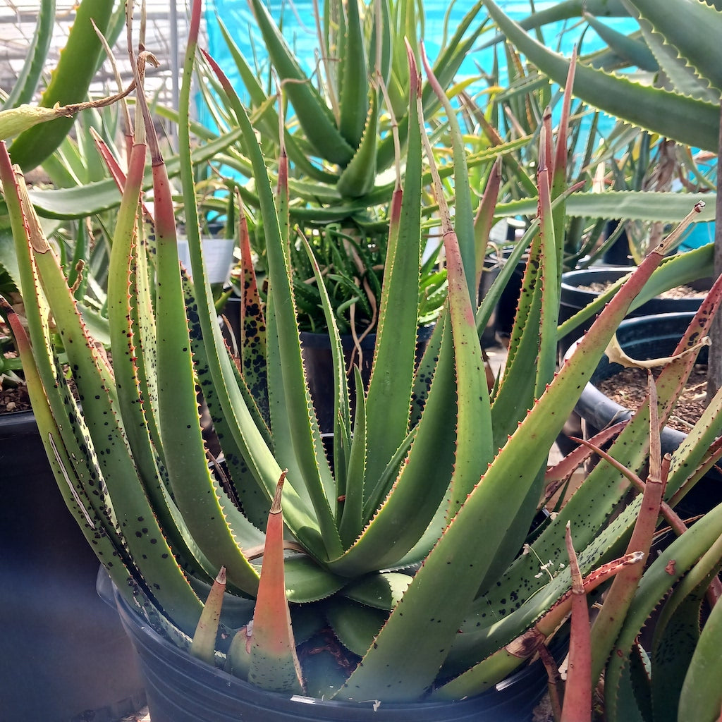 Aloe cryptopoda