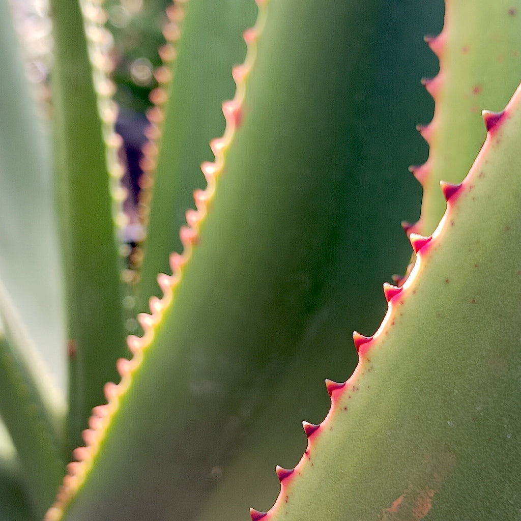 close  up of Aloe cryptopoda leaf margin