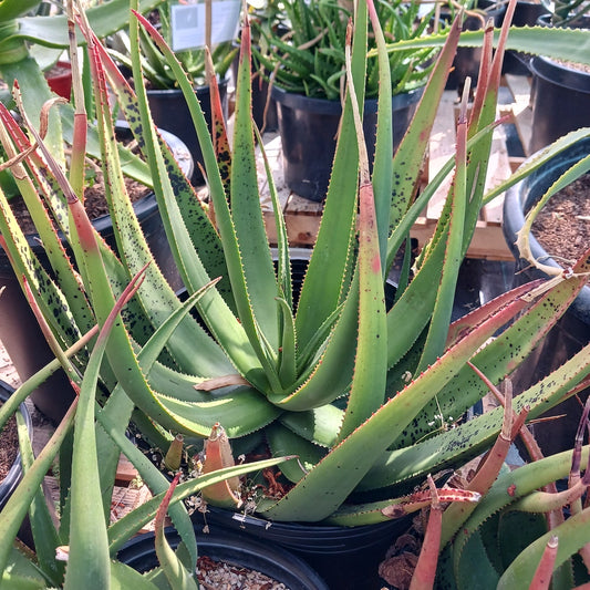 Aloe cryptopoda