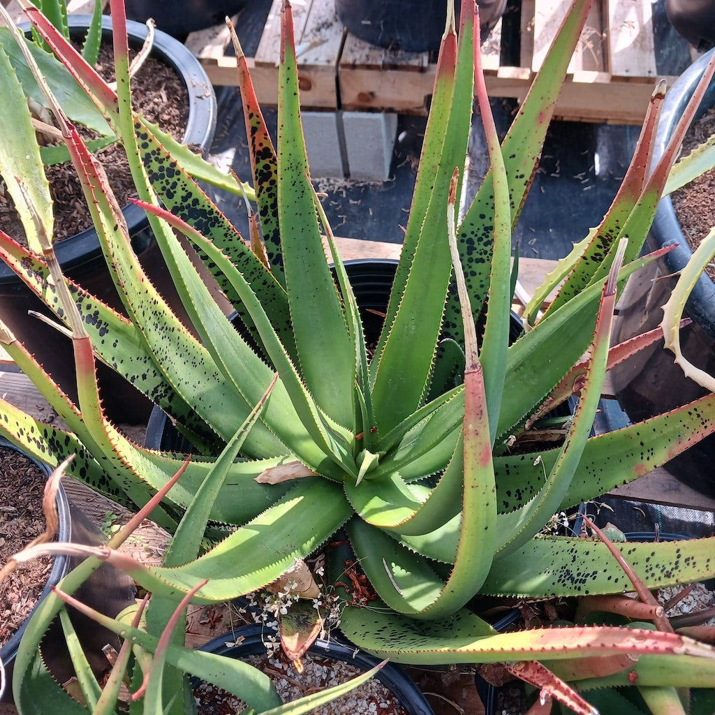 Aloe cryptopoda
