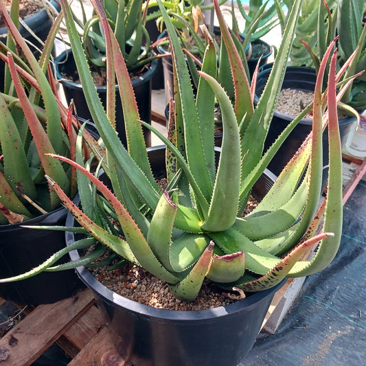 Aloe cryptopoda