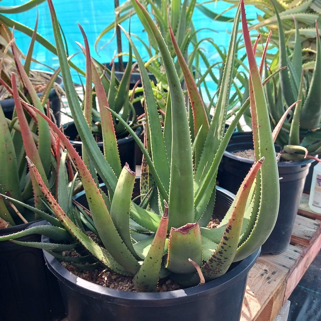Aloe cryptopoda