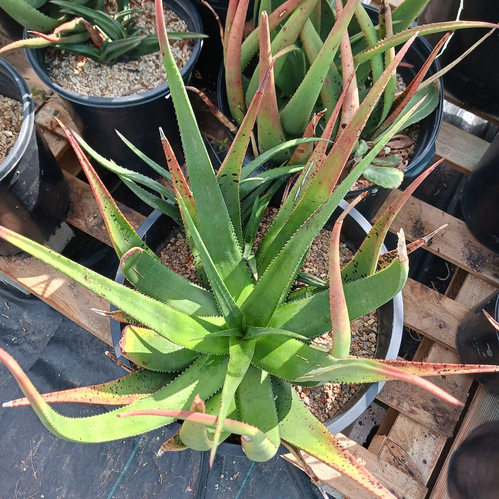 top view of Aloe cryptopoda