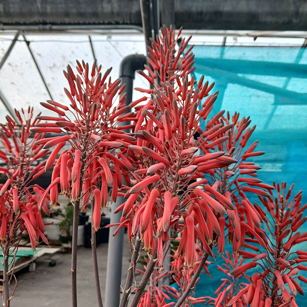 Aloe "Dave's Delight" coral colored flower racemes
