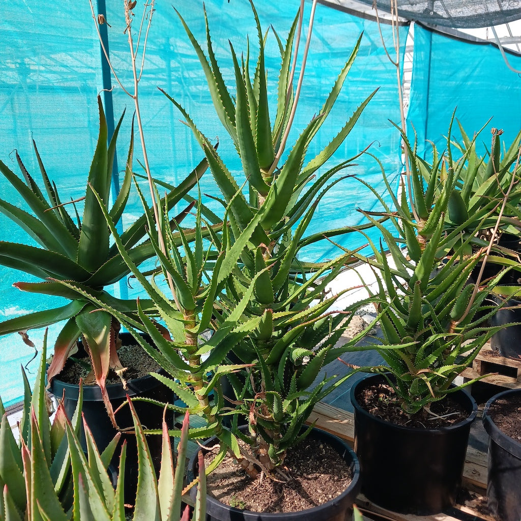 Aloe dawei