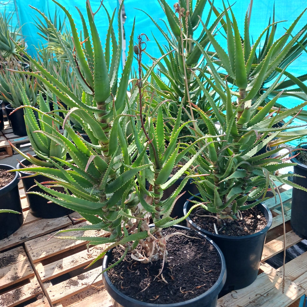 Aloe dawei