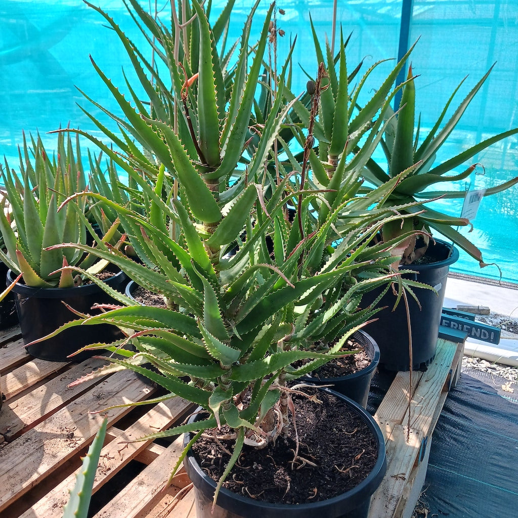 Aloe dawei