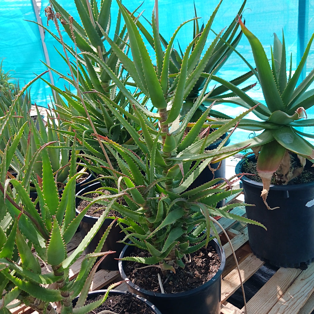 Aloe dawei
